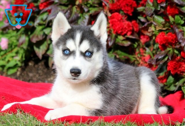 Abby Siberian Husky 1-001