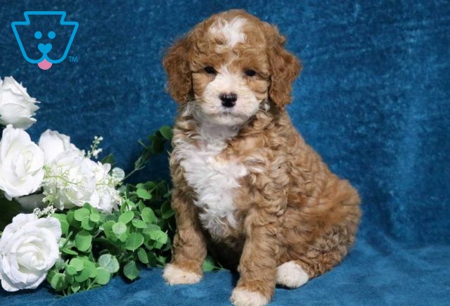 Abigail Mini Poodle