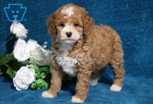 Abigail Mini Poodle2