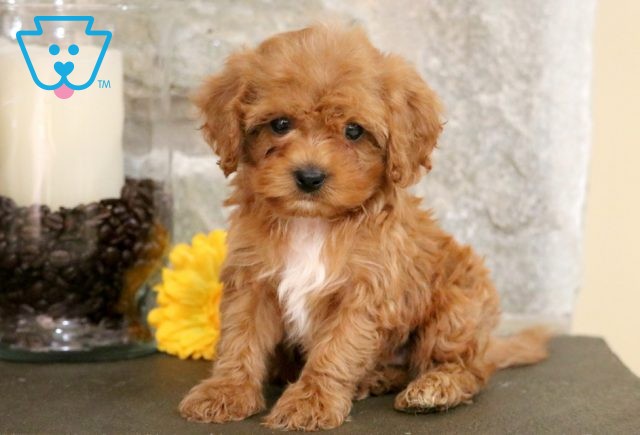 a cavapoo puppy for sale