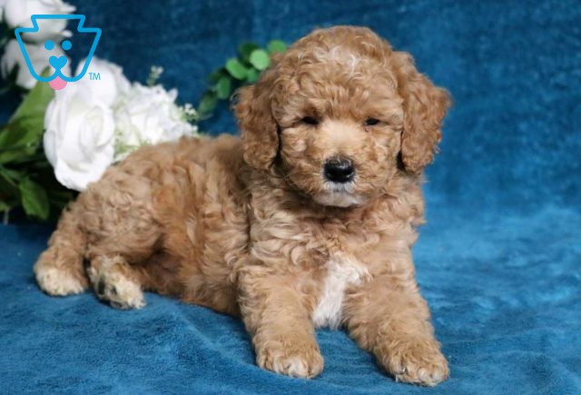 Alfie Mini Poodle3