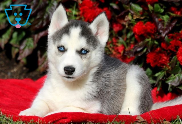 Ally Siberian Husky 1-001