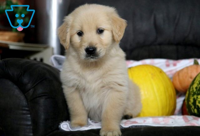 a golden retriever puppy for sale