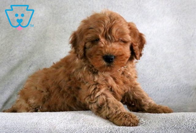 a mini goldendoodle puppy for sale