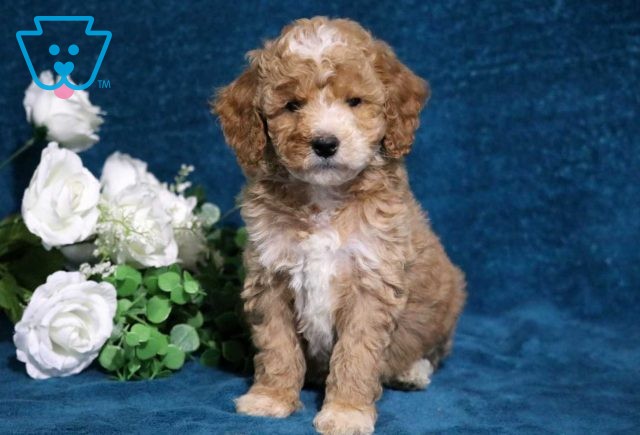 Angel Mini Poodle