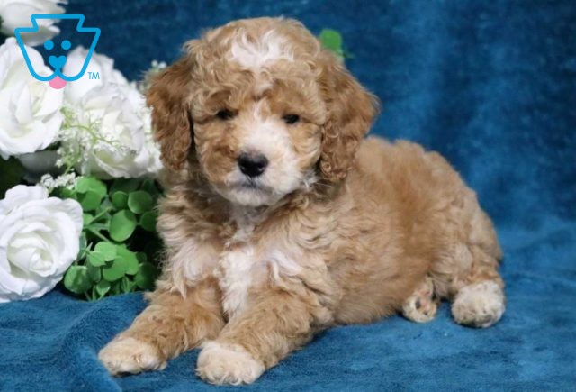 Angel Mini Poodle2