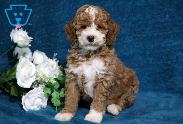 Arthur Mini Poodle2