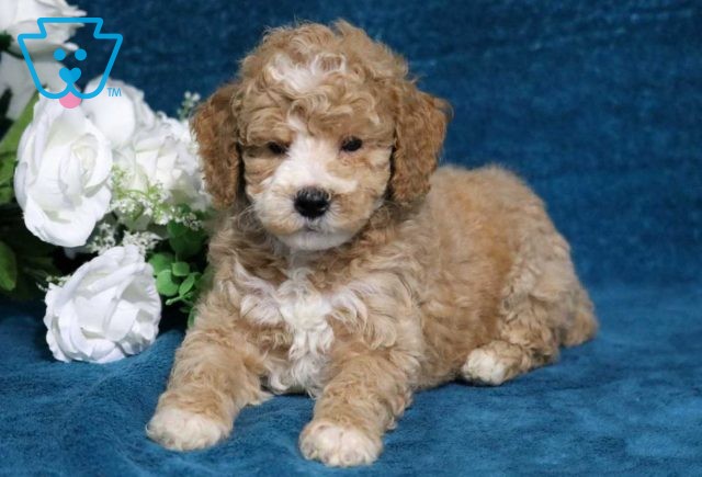 Ashton Mini Poodle