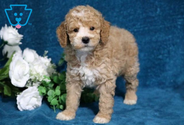 Ashton Mini Poodle2