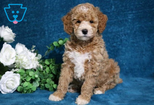 Asia Mini Poodle