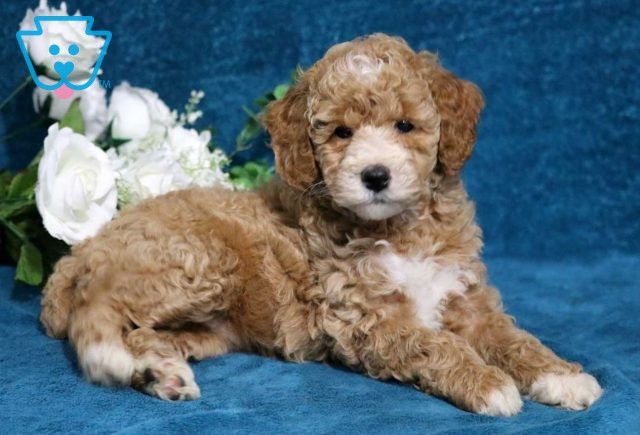 Asia Mini Poodle2