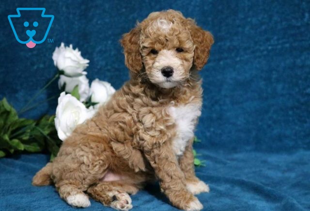 Asia Mini Poodle3