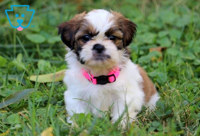 Baby Shih Tzu