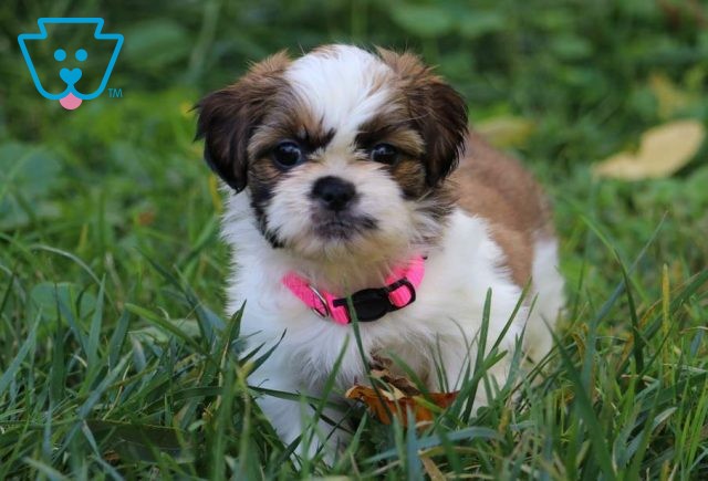 Baby Shih Tzu2