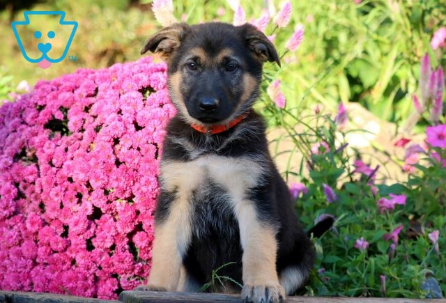 a german shepherd puppy for sale