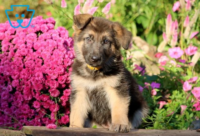 a german shepherd puppy for sale