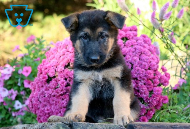 a german shepherd puppy for sale