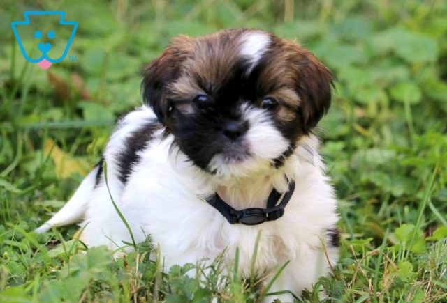 Blue Shih Tzu