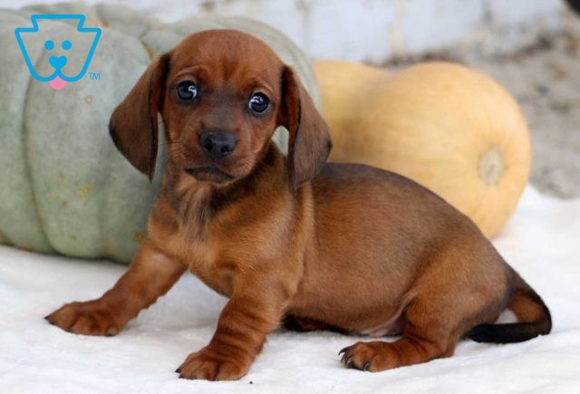 Boots Mini Dachshund