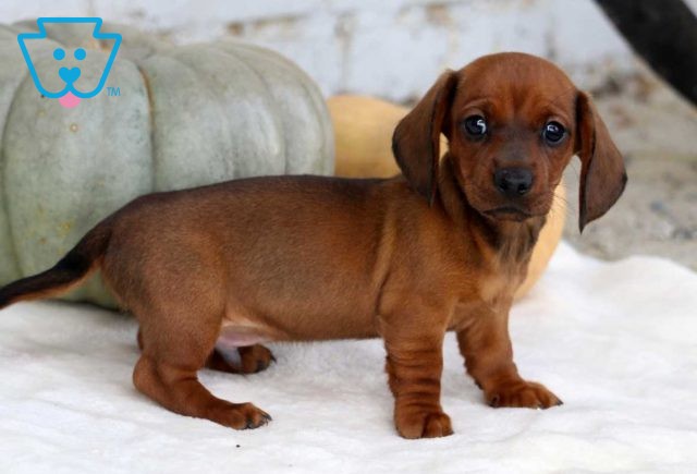 Boots Mini Dachshund2