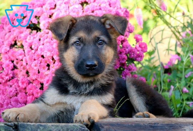 a german shepherd puppy for sale