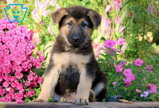 a german shepherd puppy for sale