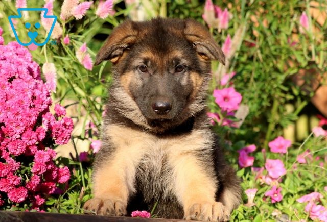 a german shepherd puppy for sale