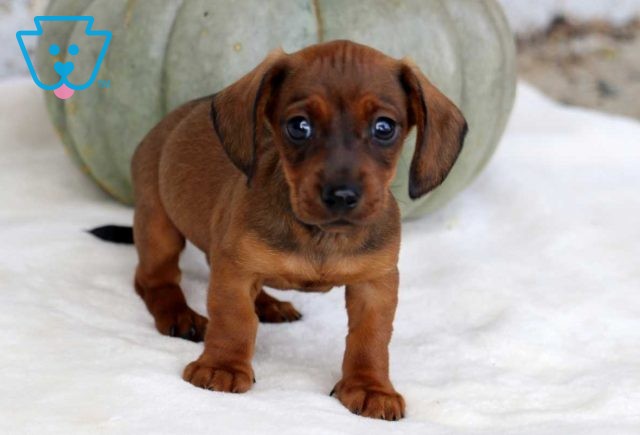 Brownie Mini Dachshund