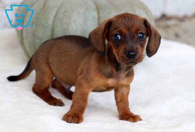 Brownie Mini Dachshund2