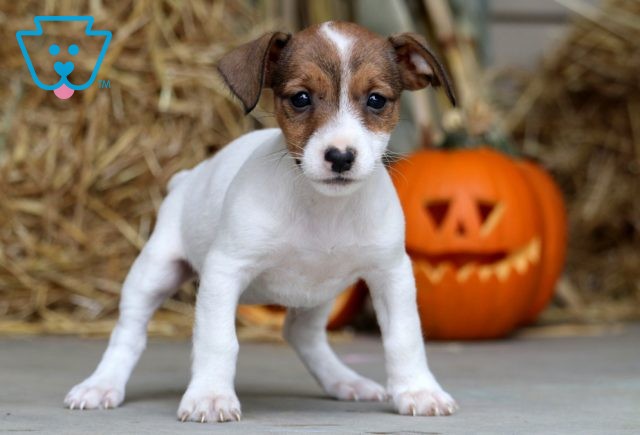 Browny Jack Russell 1-001