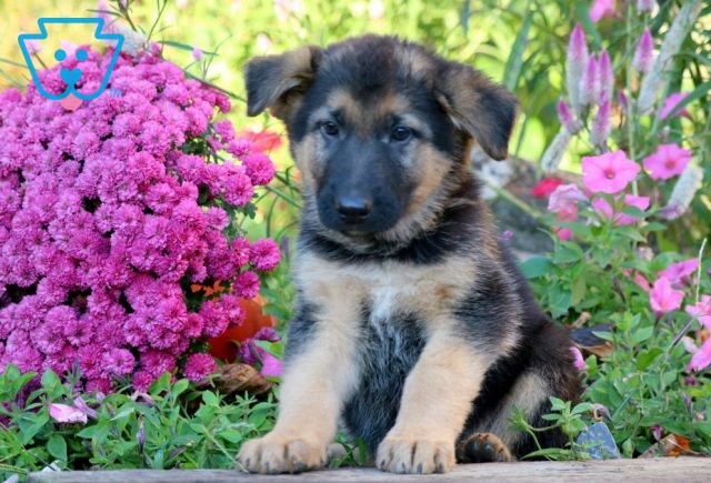 a german shepherd puppy for sale