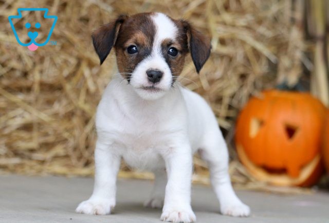 Bud Jack Russell 1-001