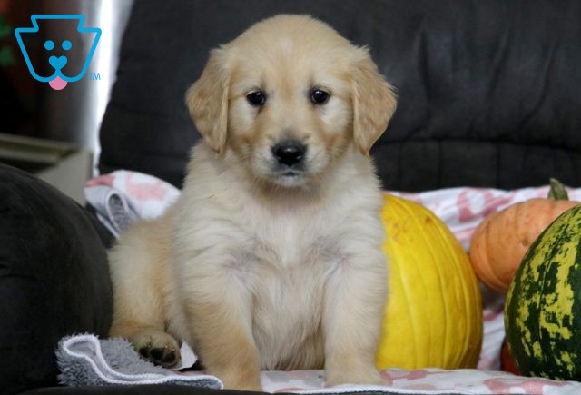 a golden retriever puppy for sale