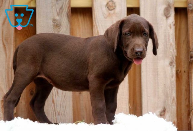 Candy Choc Lab