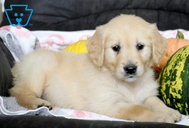 Candy Golden Retriever 1-001