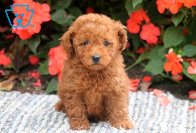 Candy Mini Poodle 1-001