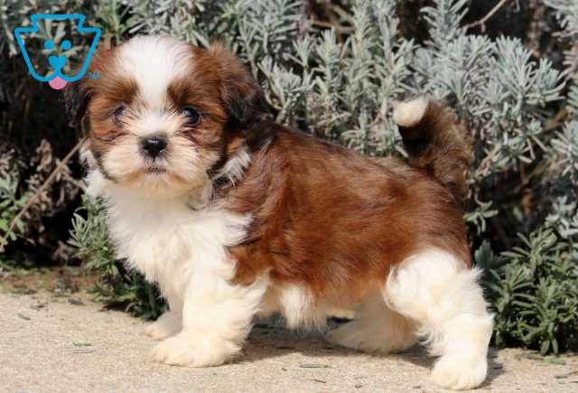 Candy Shih Tzu