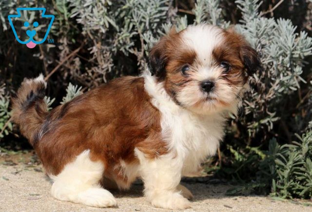 Candy Shih Tzu2