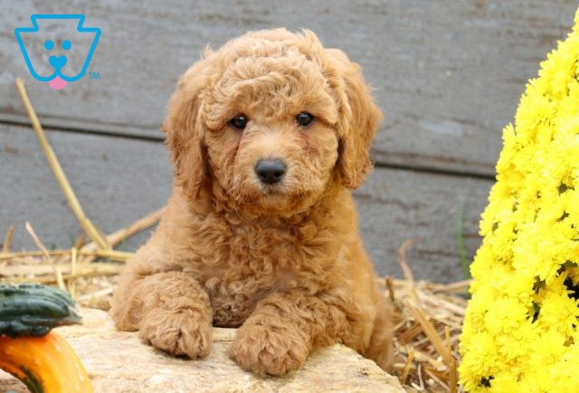 a mini goldendoodle puppy for sale