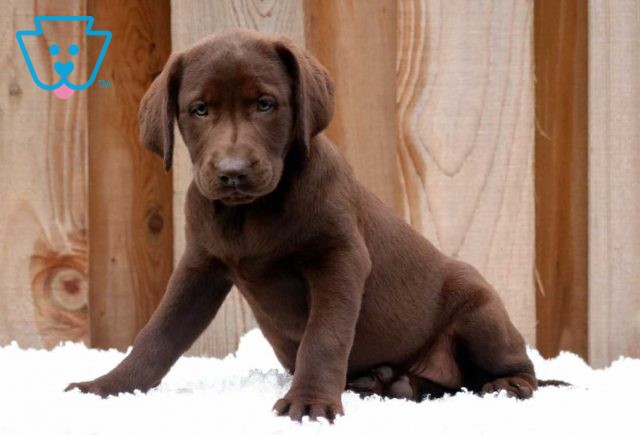 Cassie Choc Lab