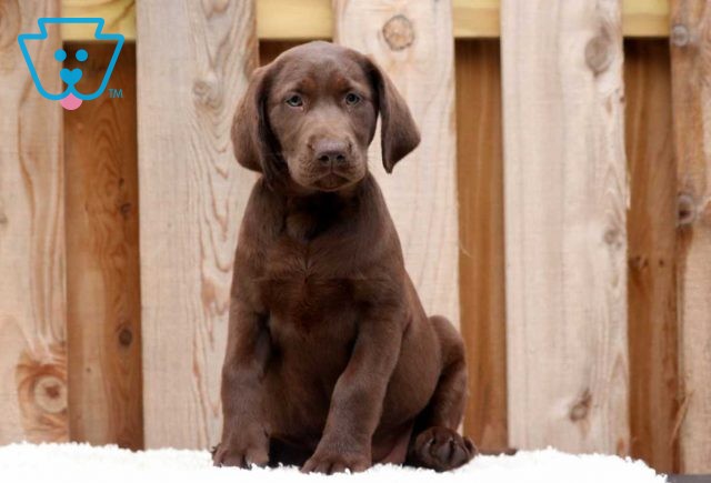 Cate Choc Lab