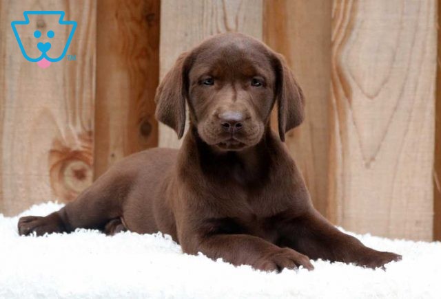 Charmie Choc Lab