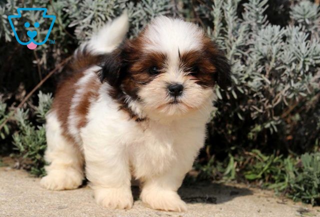 Chex Shih Tzu