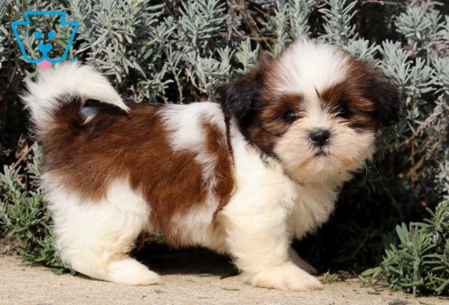 Chex Shih Tzu2