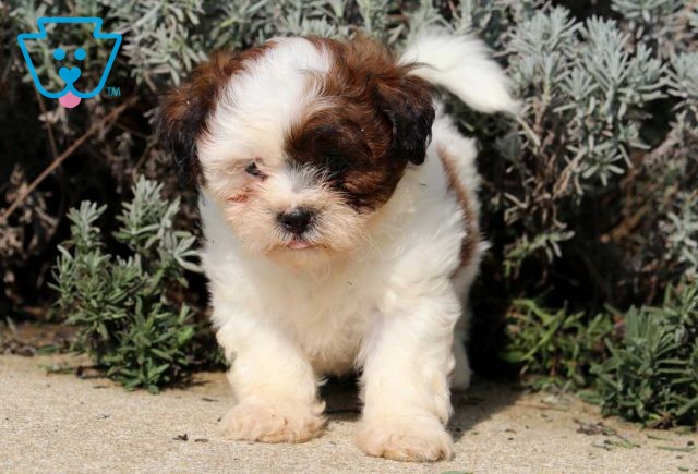 Chocolate Shih Tzu