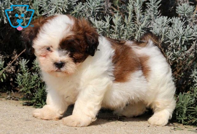 Chocolate Shih Tzu2