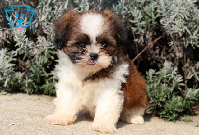 Cookie Shih Tzu