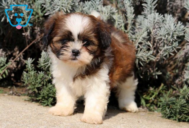 Cookie Shih Tzu2