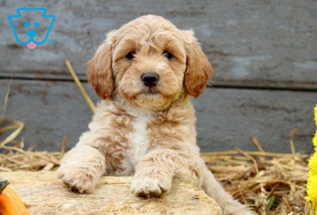 a mini goldendoodle puppy for sale