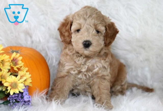 Desi Cavapoo2